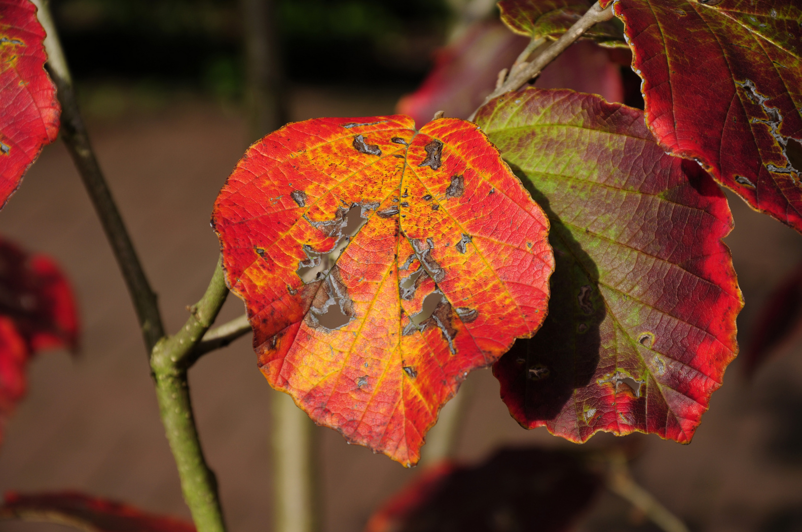 Die Farben des Herbst