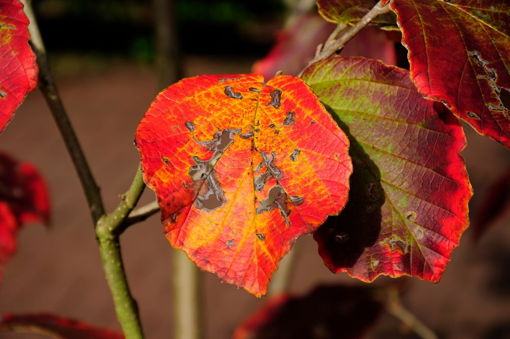 Die Farben des Herbst