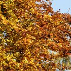 Die Farben des Herbst