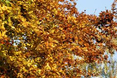 Die Farben des Herbst