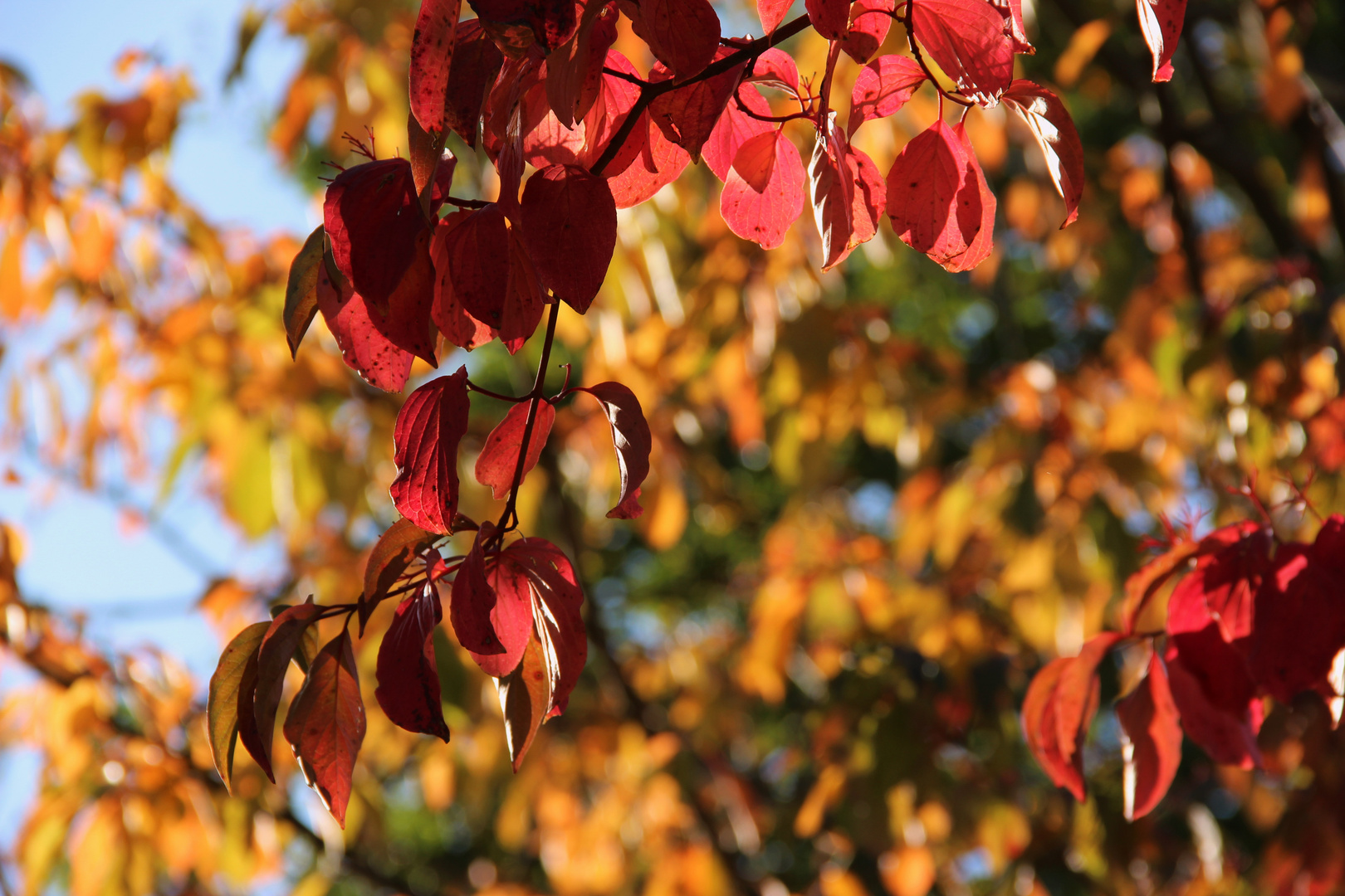 Die Farben des Herbst