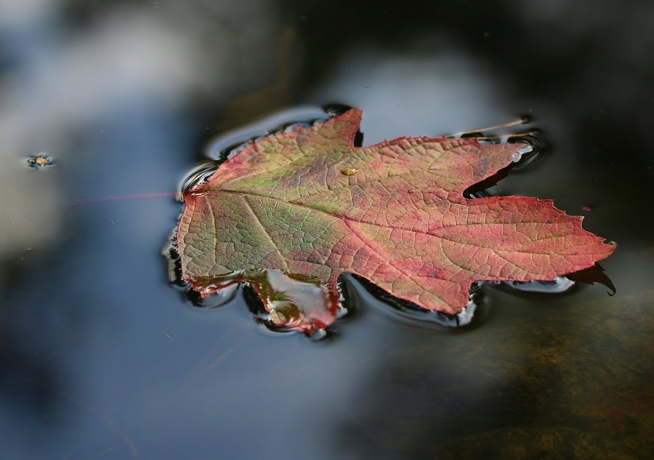 die Farben des Herbst