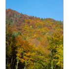 Die Farben des Herbst sind einfach nur schön!