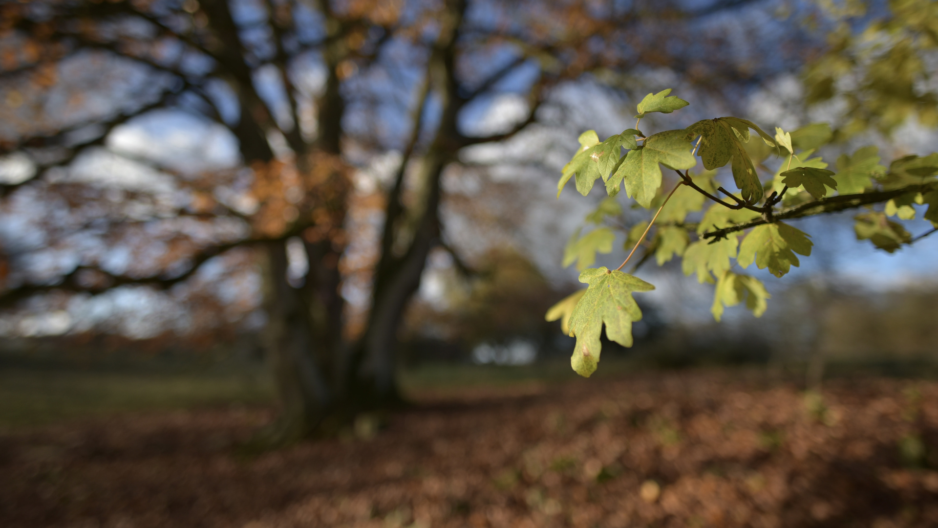 Die Farben des Herbstes 