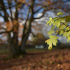 Die Farben des Herbstes 