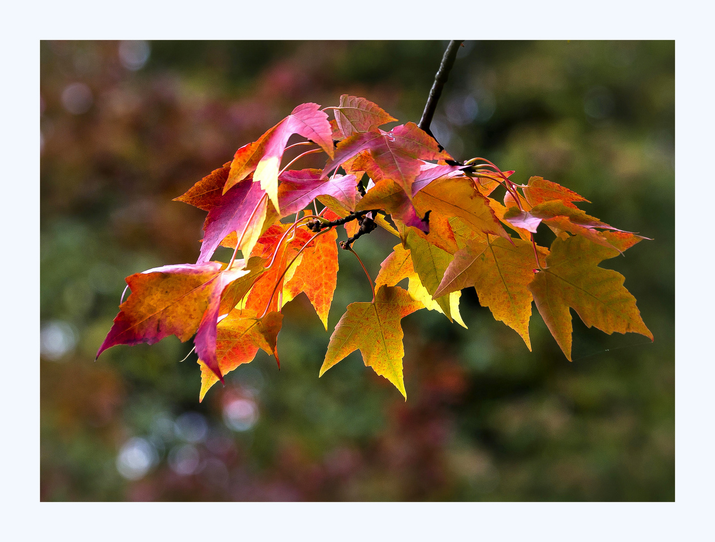 die Farben des Herbstes...