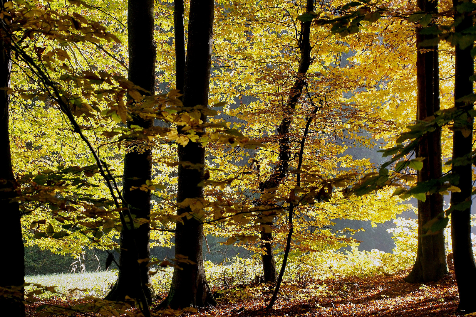 " Die Farben des Herbstes "