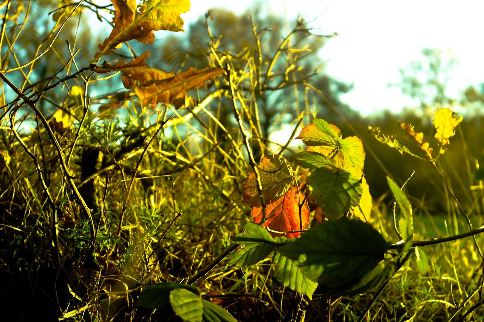 Die Farben des Herbstes