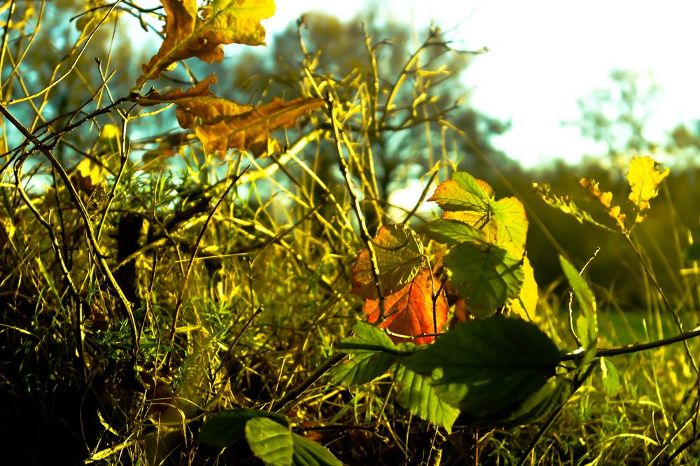 Die Farben des Herbstes