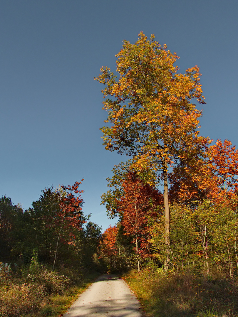 Die Farben des Herbstes