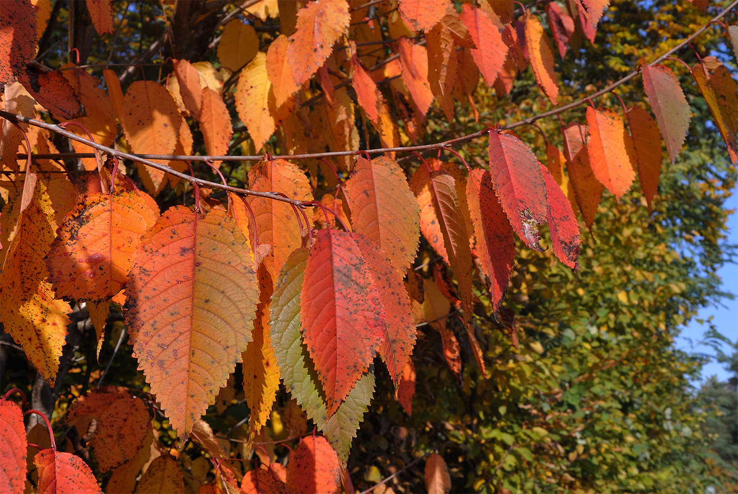 Die Farben des Herbstes