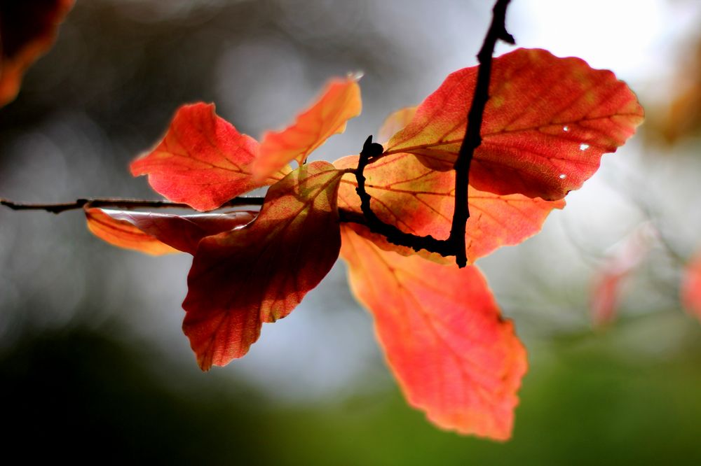 Die Farben des Herbstes