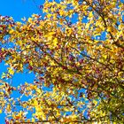 Die Farben des Herbstes (2)