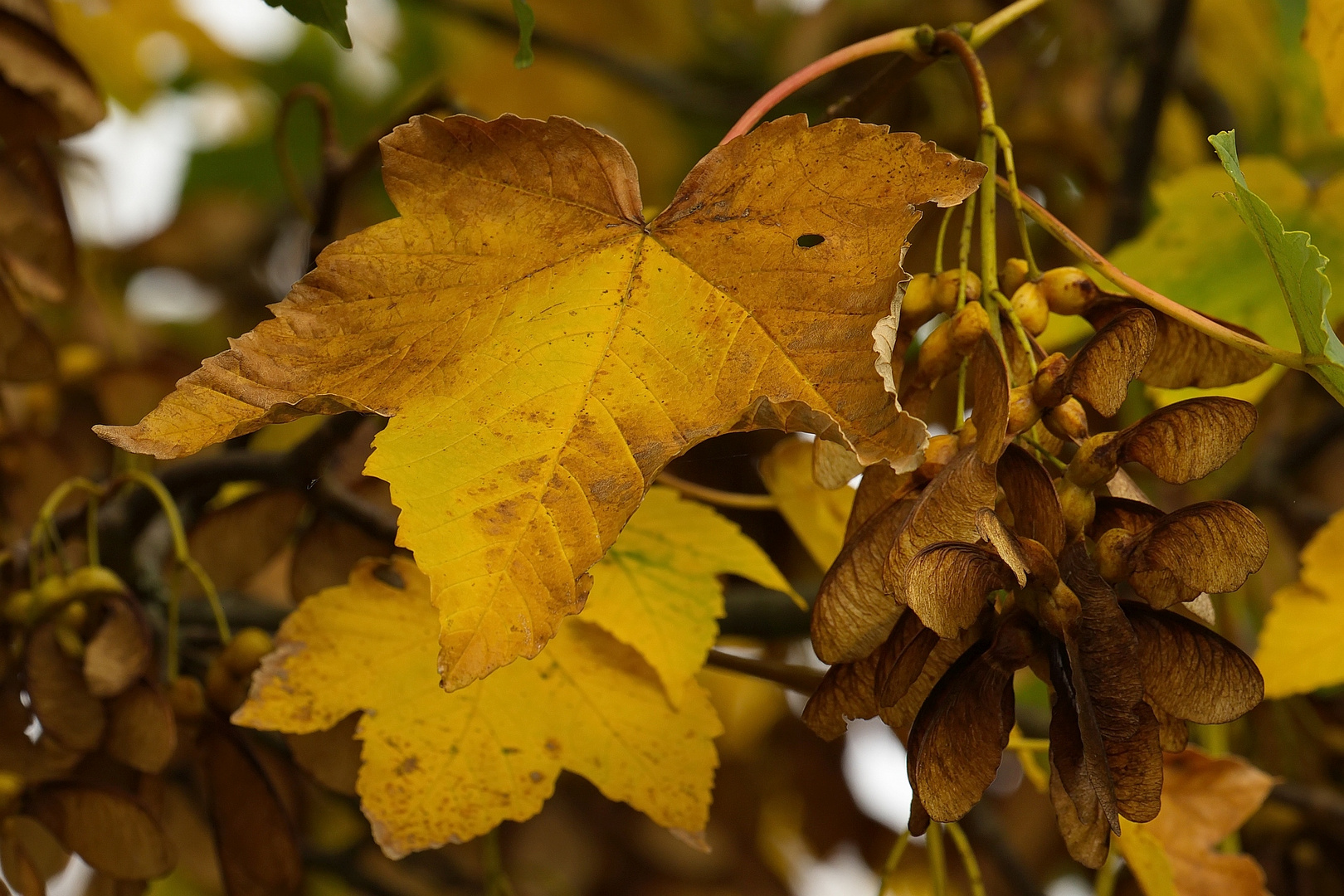 die Farben des Herbstes