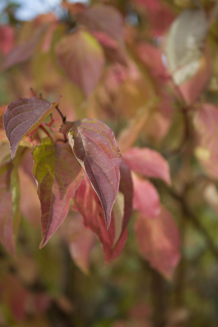 Die Farben des Herbstes