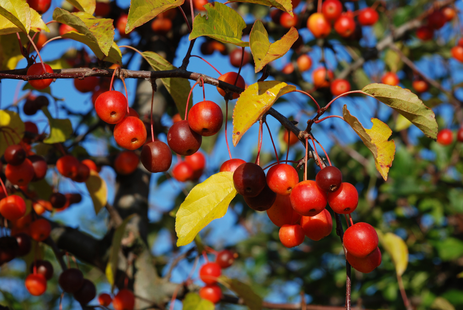 Die Farben des Herbstes