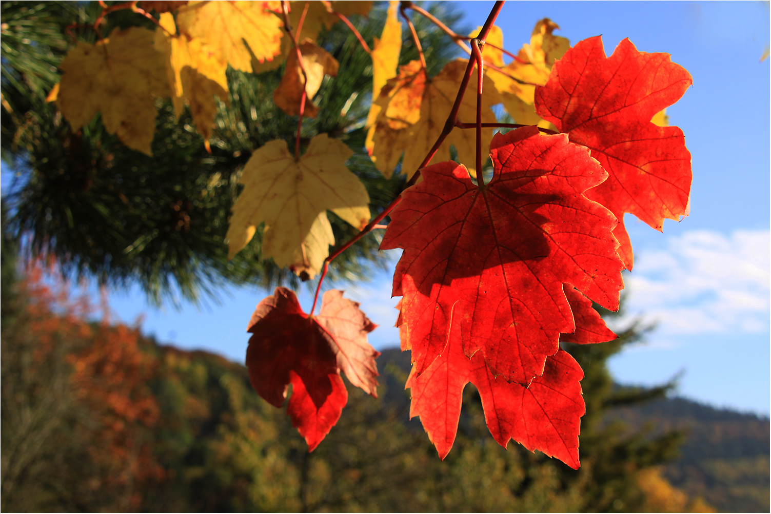 Die Farben des Herbstes