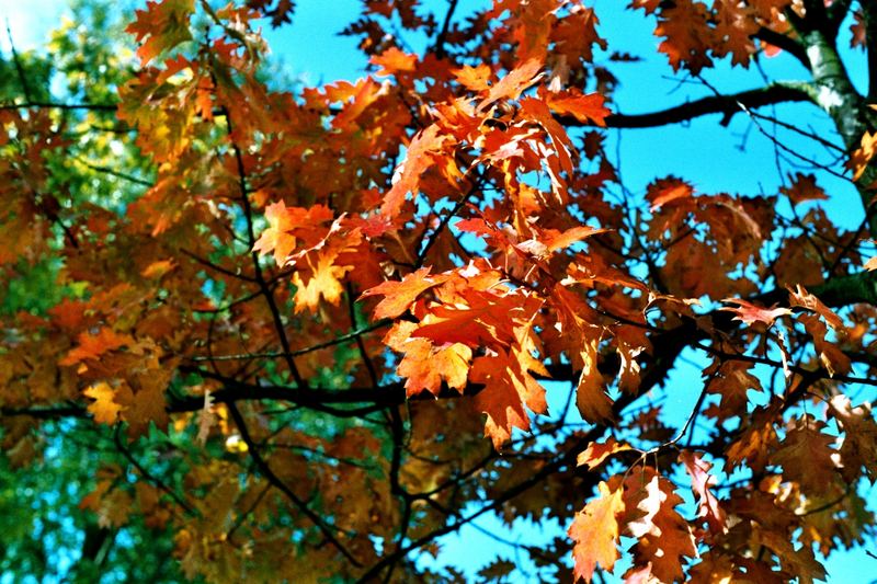 Die Farben des Herbstes.....