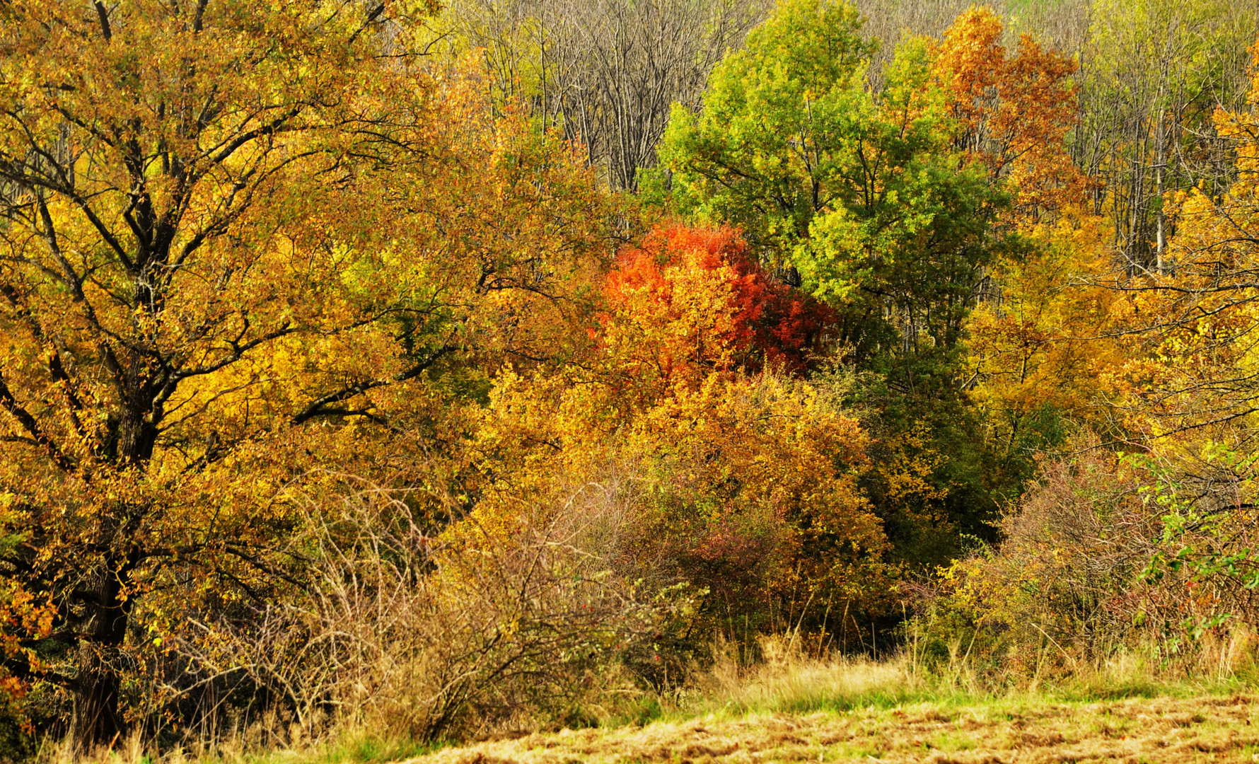 Die Farben des Herbstes 4