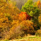 Die Farben des Herbstes 4