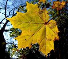 Die Farben des Herbstes...