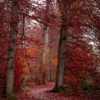 Die Farben des Herbstes 