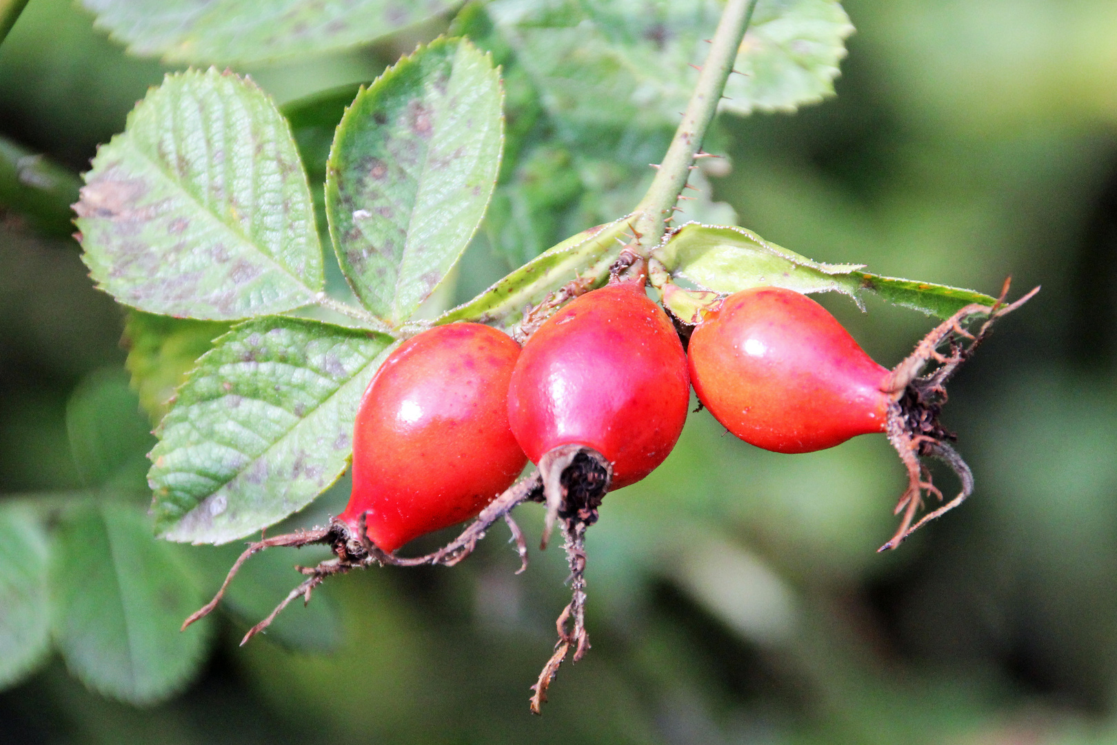 Die Farben des Herbstes 5