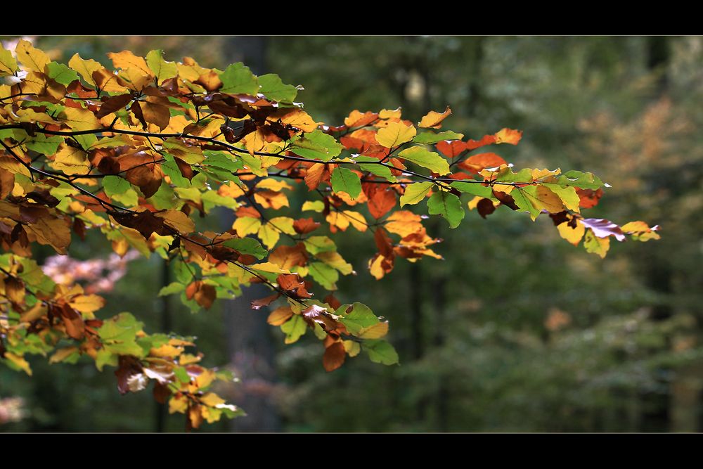 Die Farben des Herbstes