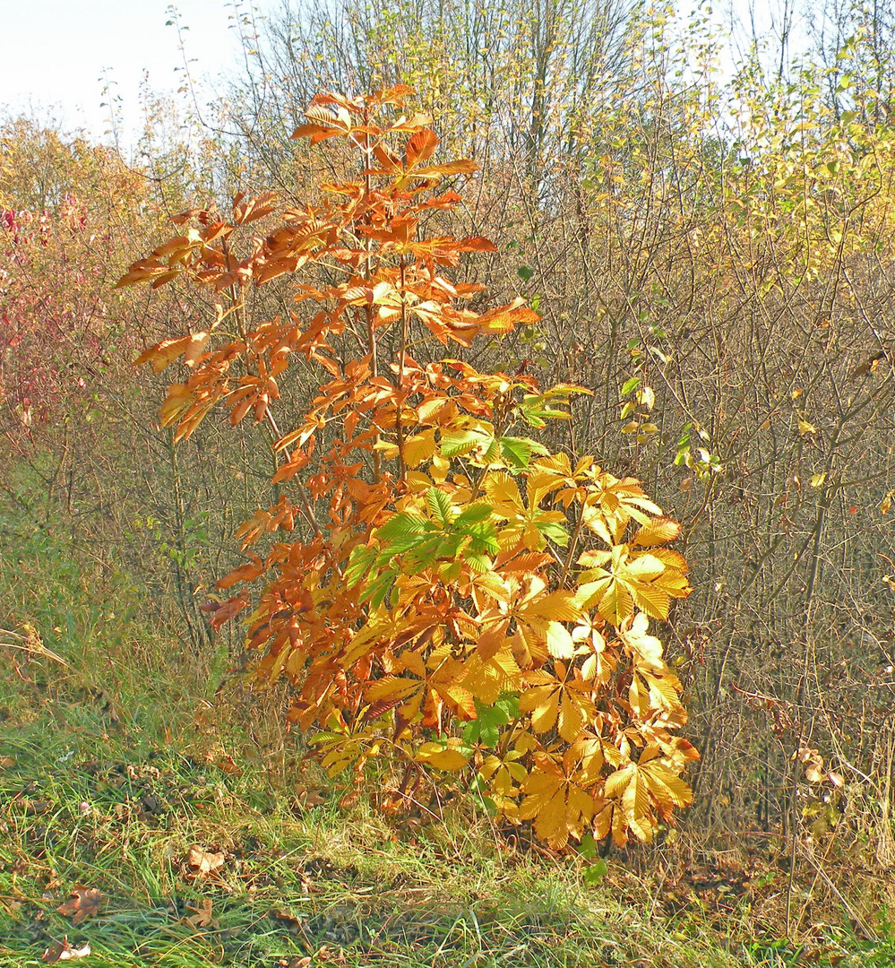 Die Farben des Herbstes.