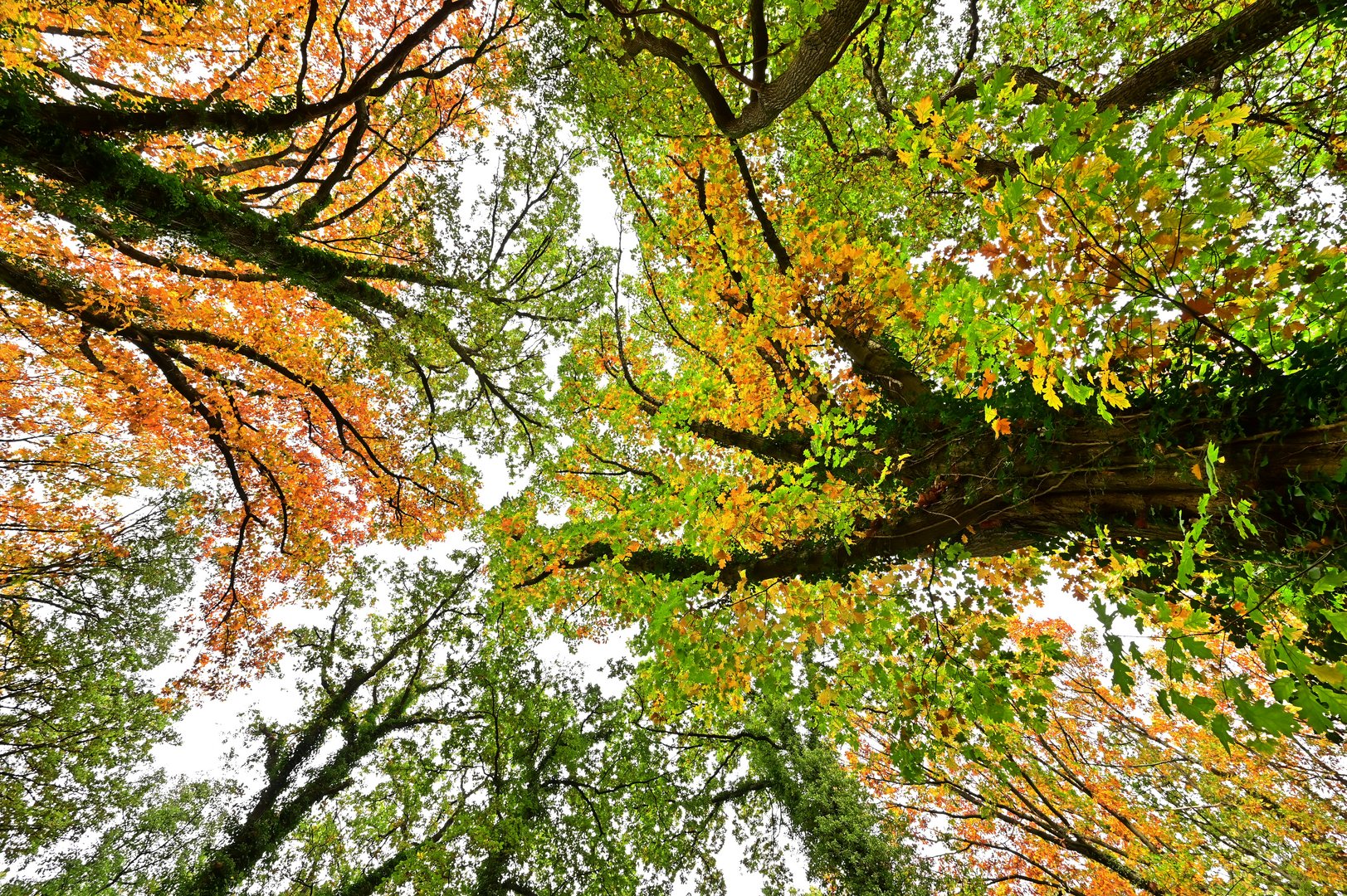 Die Farben des Herbstes