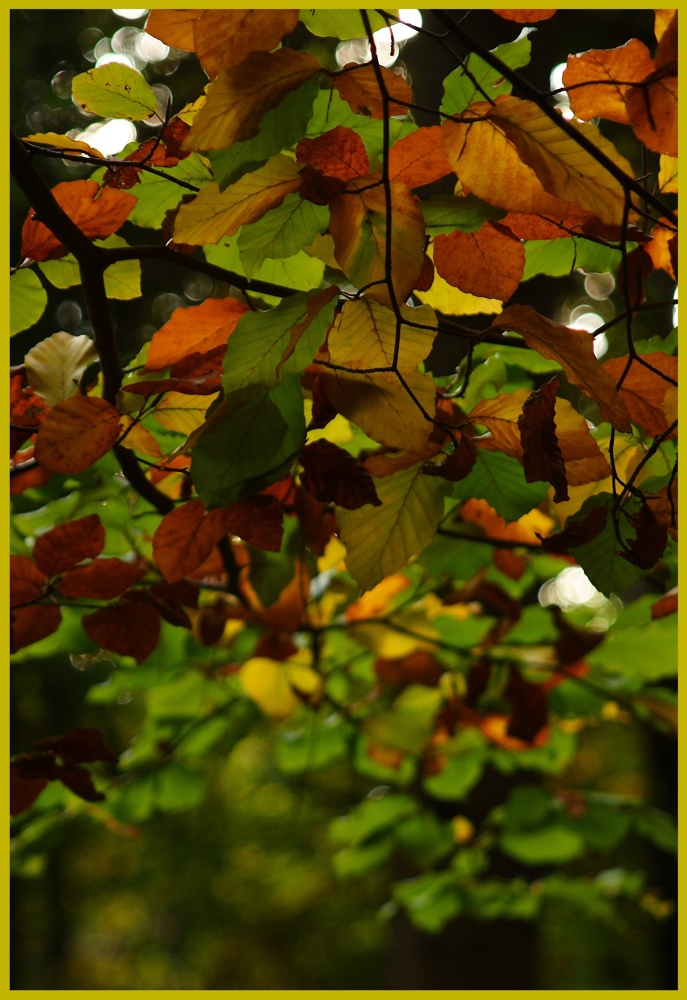 Die Farben des Herbstes