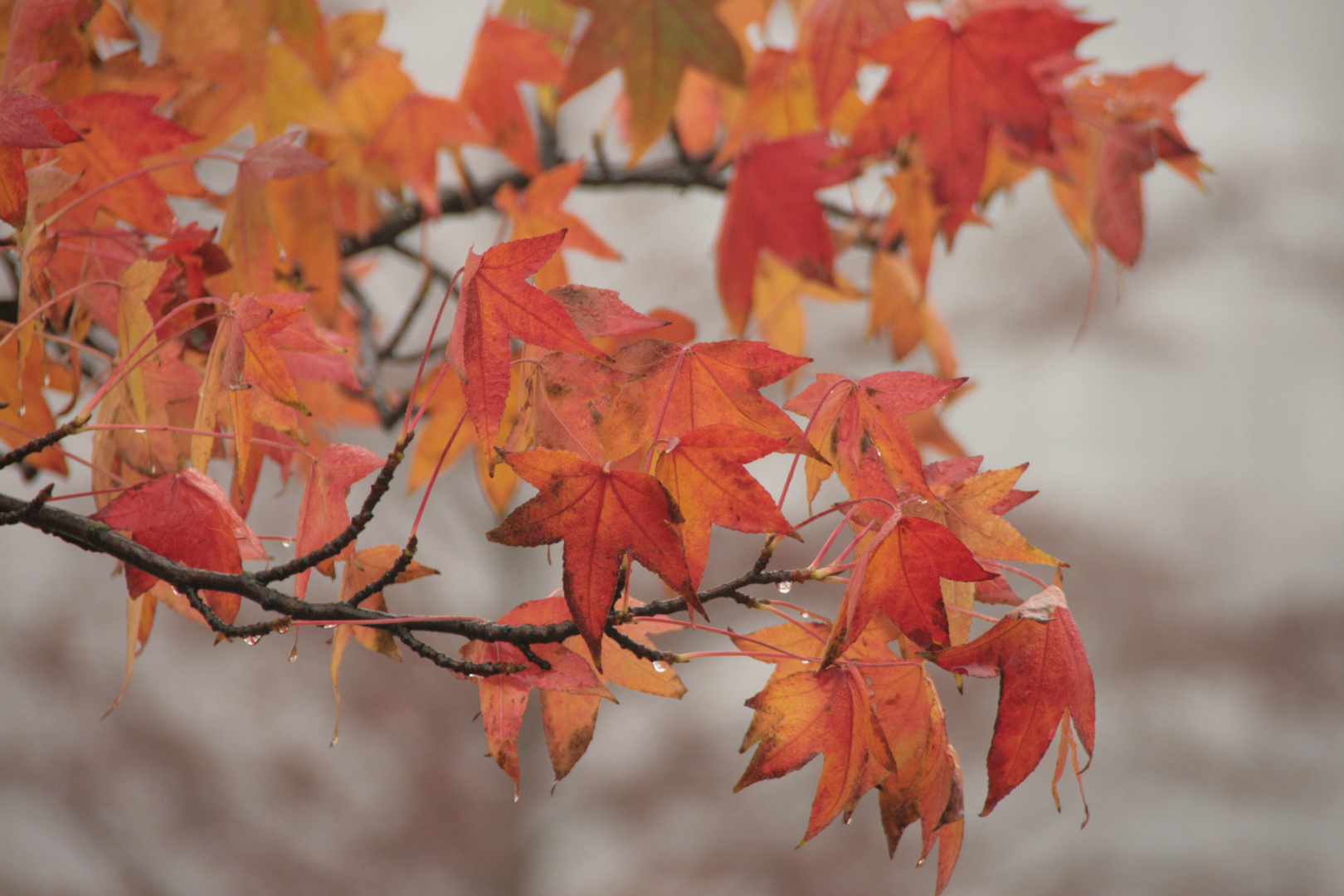 ... die Farben des Herbstes ...