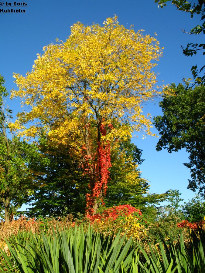 Die Farben des Herbstes...