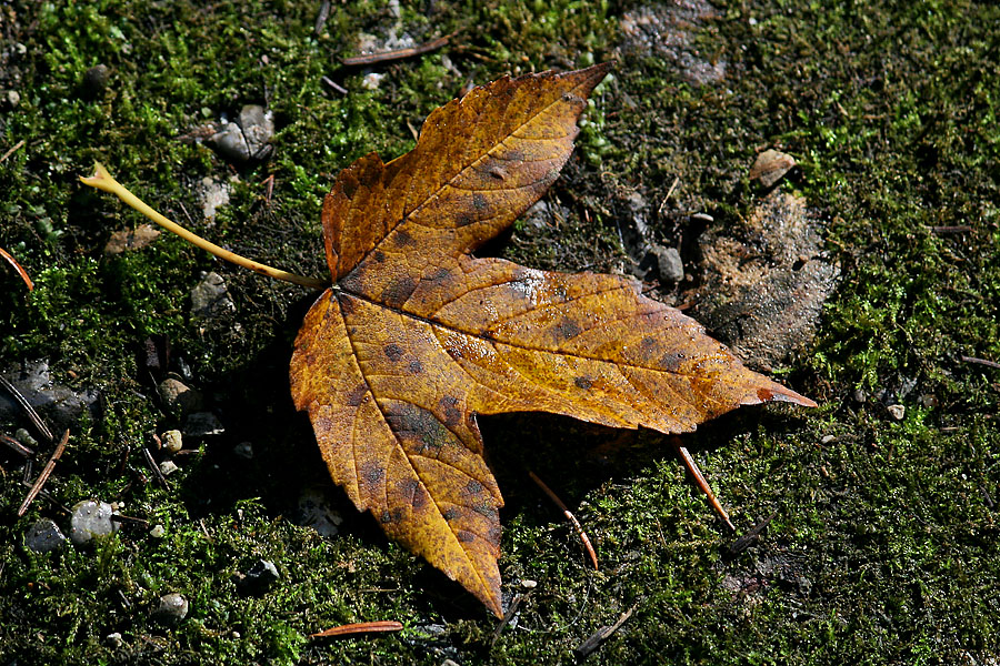 die farben des herbstes