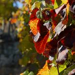 Die Farben des Herbstes