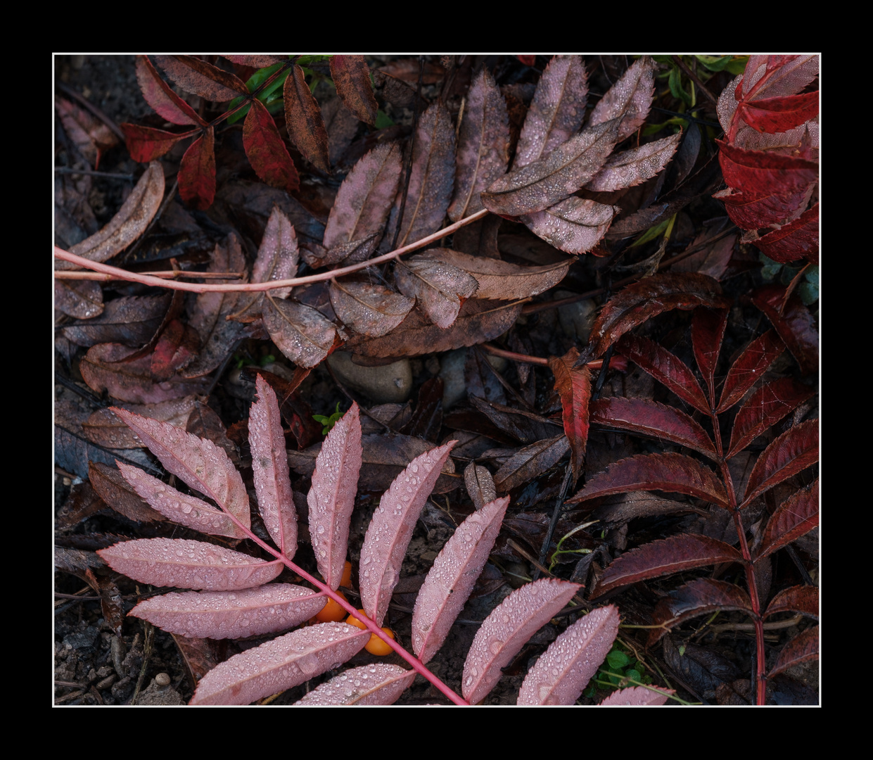 Die Farben des Herbstes