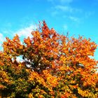 Die Farben des Herbstes