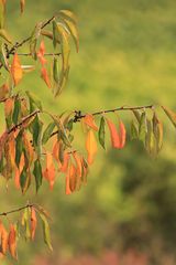 Die Farben des Herbstes