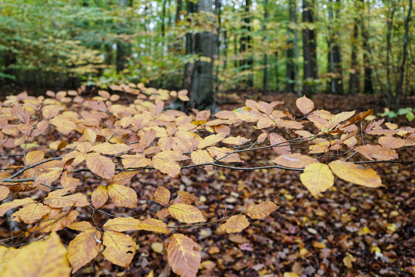 Die Farben des Herbstes