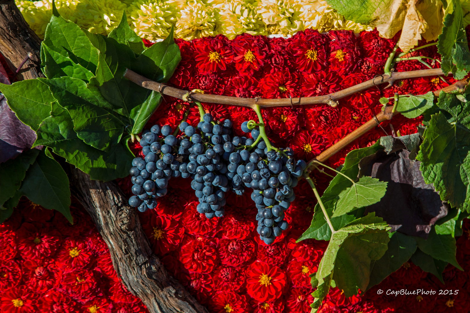 Die Farben des Herbstes auf dem Winzerfest