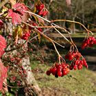 Die Farben des Herbstes