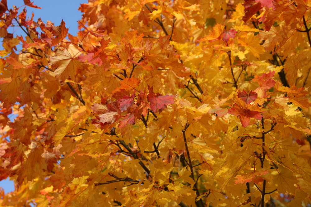 Die Farben des Herbstes bei traumhaftem Wetter