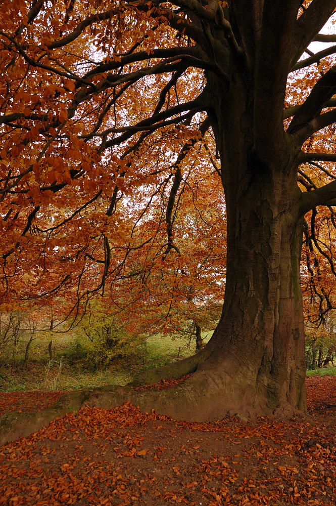 Die Farben des Herbstes (Buche)