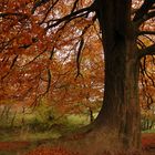 Die Farben des Herbstes (Buche)