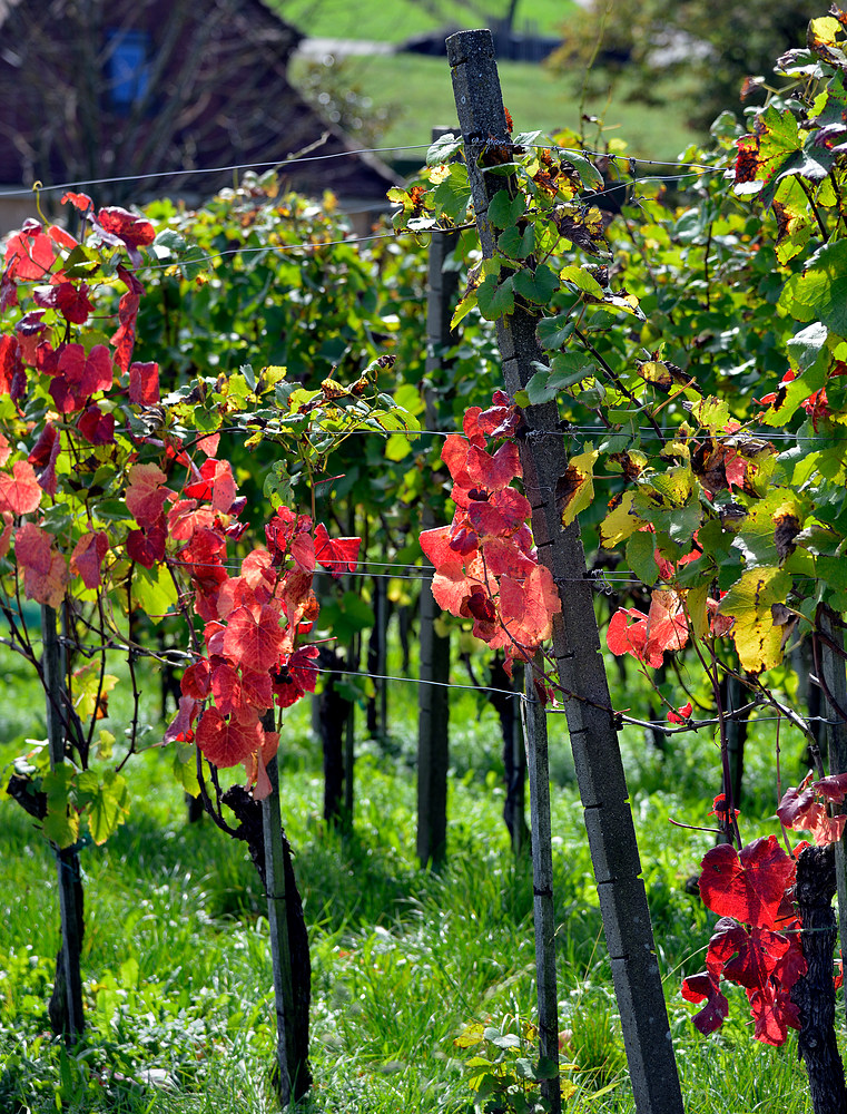 Die Farben des Herbstes