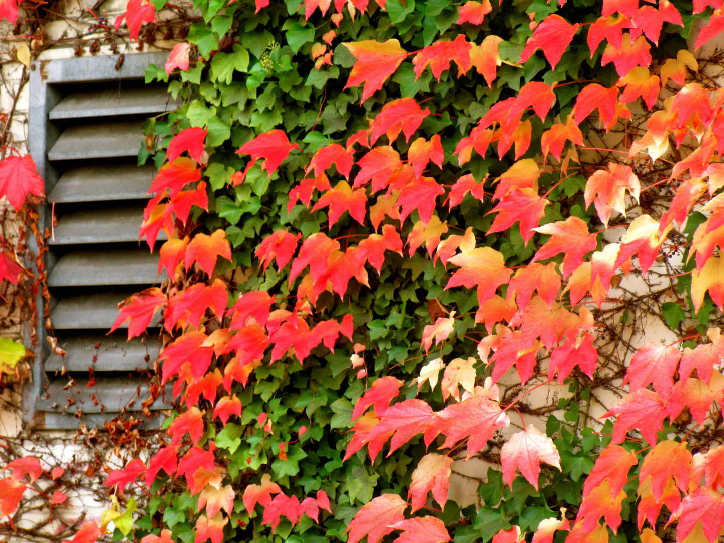 die Farben des Herbstes