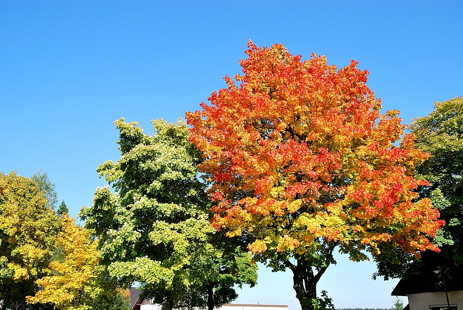 Die Farben des Herbstes