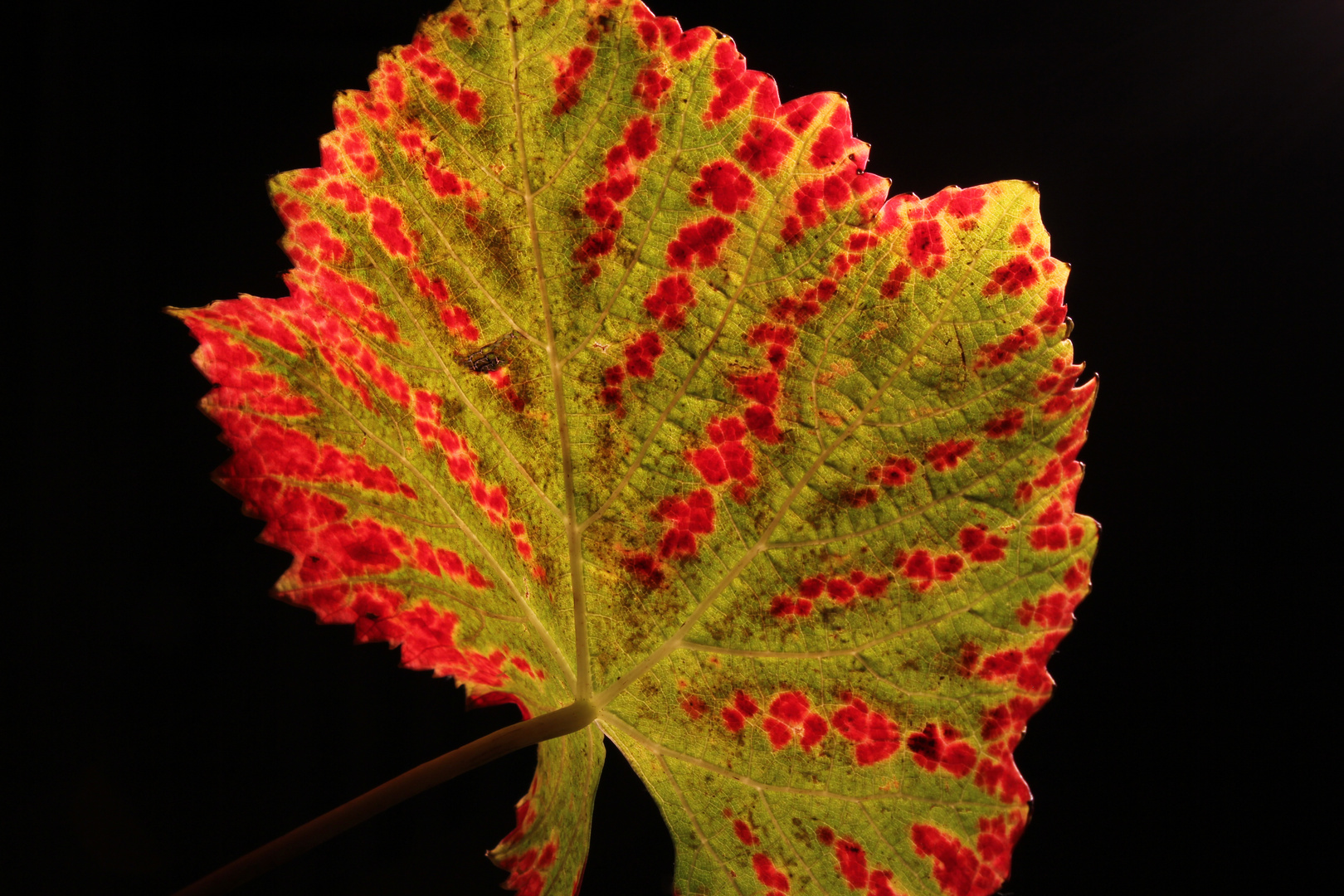 Die Farben des Herbstes