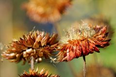 Die Farben des Herbstes