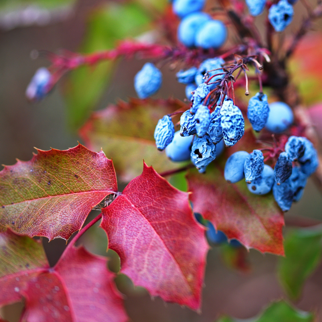 Die Farben des Herbstes